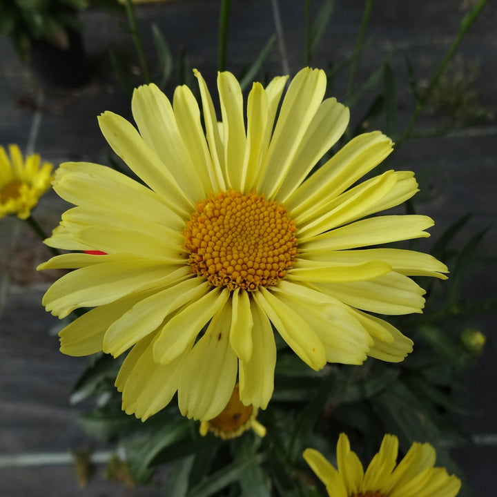 Leucanthemum superbum 'Real Sunbeam' ~ REALFLOR® Real Sunbeam Shasta Daisy