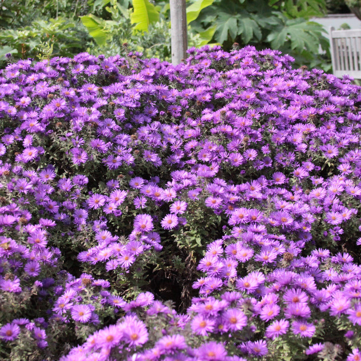 Aster nov-ang. 'Purple Dome' ~ Purple Dome New England Aster