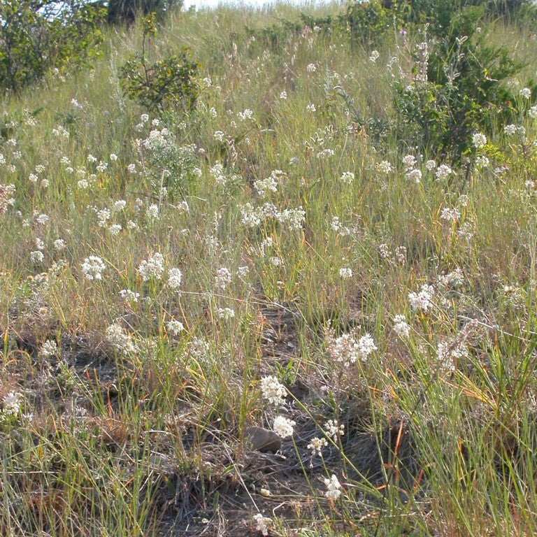 Allium cernuum ~ Nodding Onion