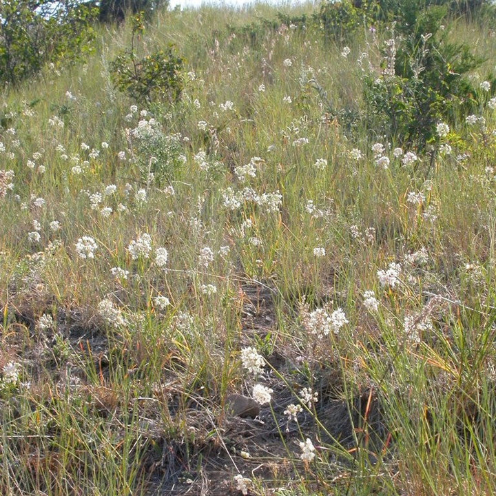 Allium cernuum ~ Nodding Onion