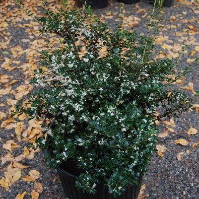 Osmanthus heterophyllus 'Kaori Hime' ~ Party Princess® Tea Olive