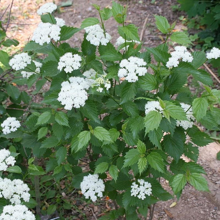 Viburnum dentatum ~ Arrowwood