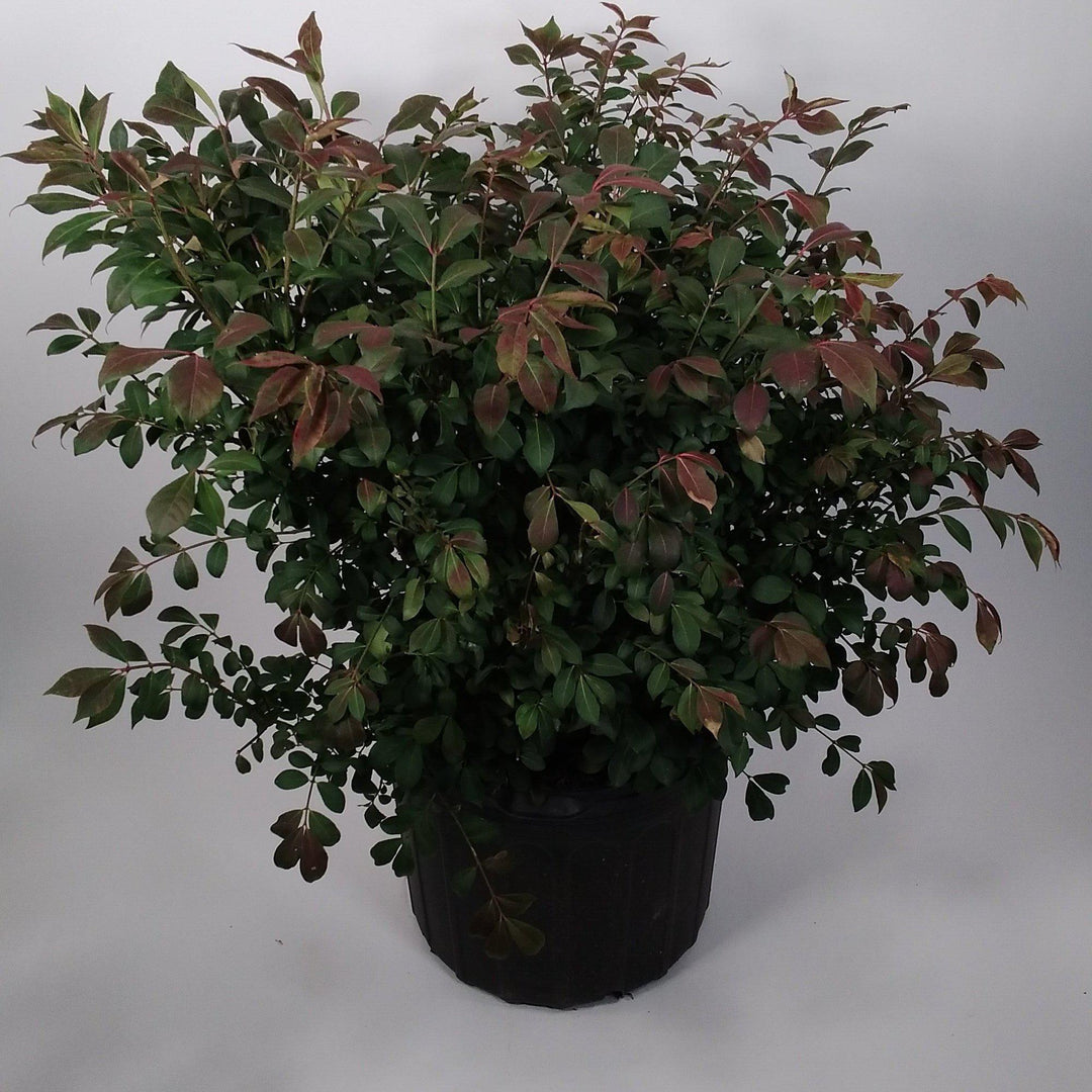 Euonymus alatus 'Compactus' ~ Zarza ardiente enana