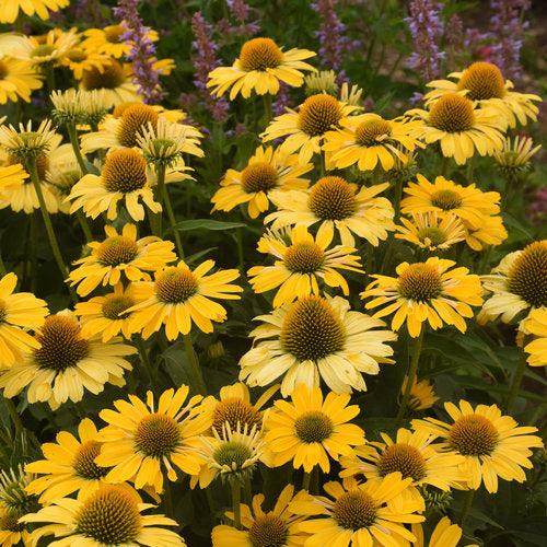 Echinacea 'Yellow My Darling' ~ Color Coded® Yellow My Darling Echinacea