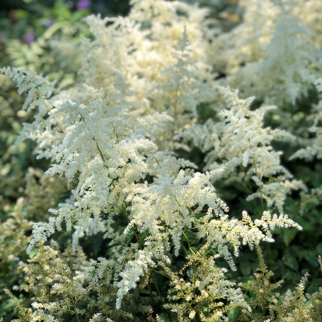 Astilbe 'Snowdrift' ~ Snowdrift Astilbe