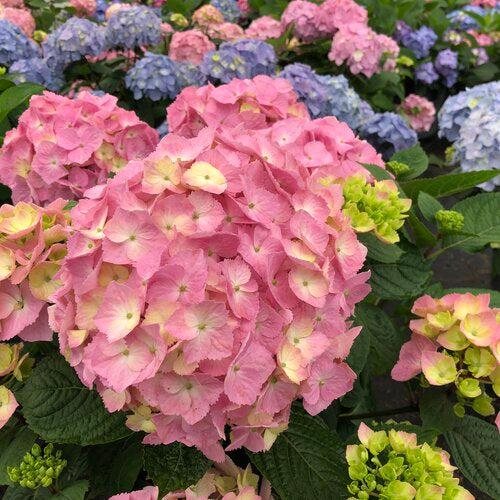 Hydrangea macrophylla × serrata 'SMNHSME' ~ Let's Dance® Sky View® Hydrangea