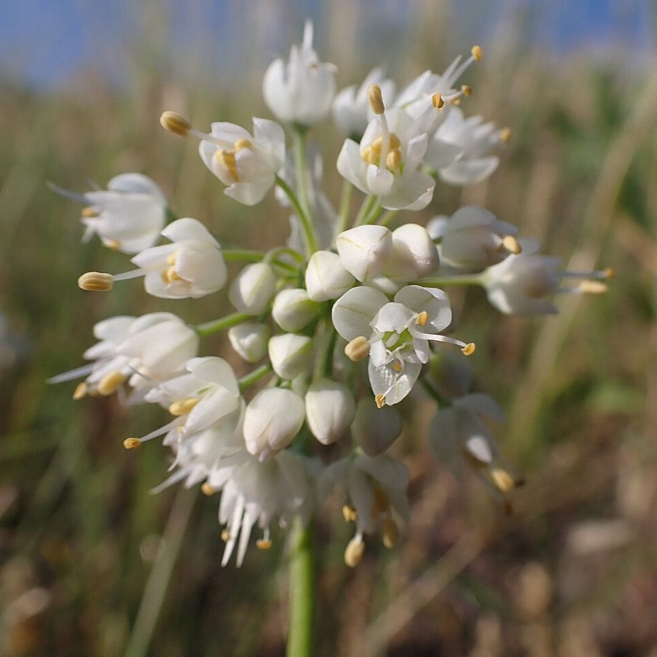 Allium cernuum ~ Nodding Onion