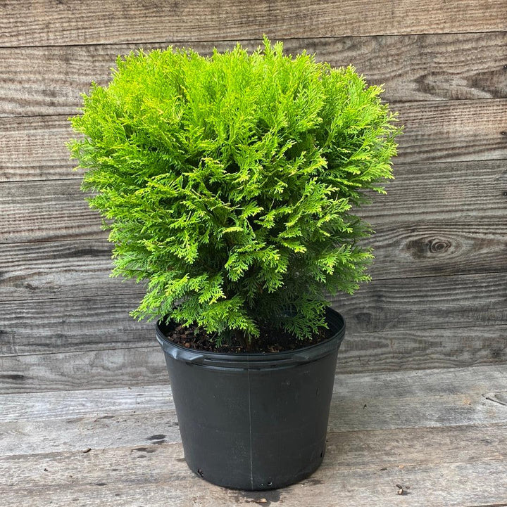 Chamaecyparis obtusa 'Cone Schlecht' ~ Nite-light® Hinoki Cypress