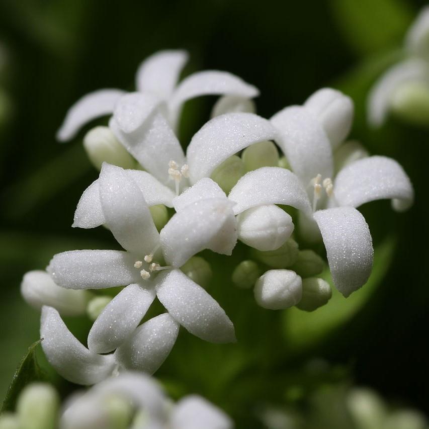 Galium odoratum ~ Sweet Woodruff