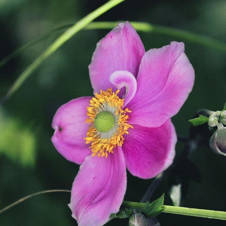 Anemone 'Red Riding Hood' ~ Fantasy™ Red Riding Hood Anemone