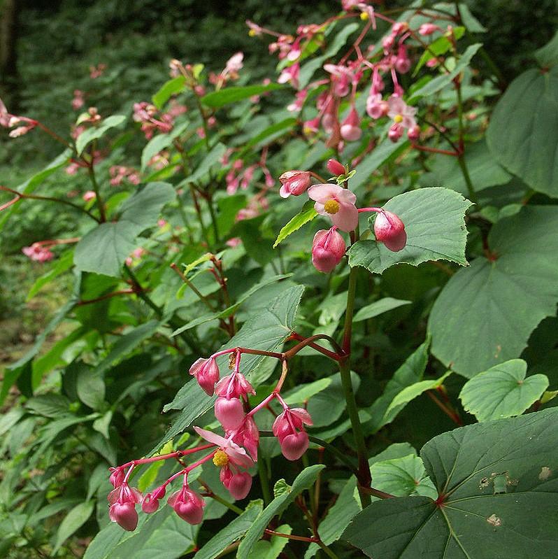 Begonia grandis ~ Hardy Begonia