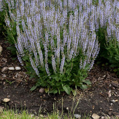 Salvia nemorosa ‘Perfect Profusion’ ~ Perfect Profusion Meadow Sage