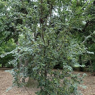 Ulmus parvifolia  ‘BSNUPF’ PP 17,655 ~ Everclear® Lacebark Elm