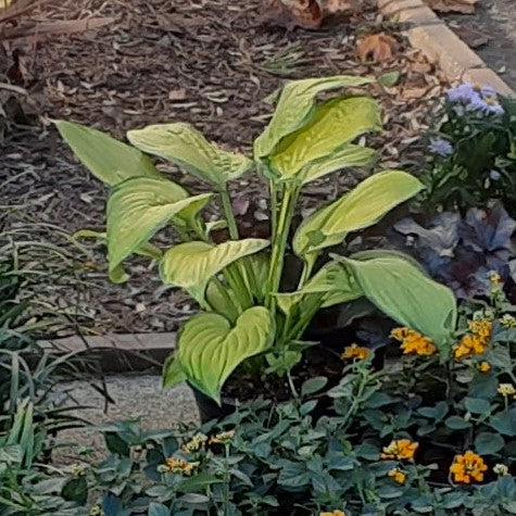 Hosta x 'Paul's Glory' ~ Paul's Glory Hosta