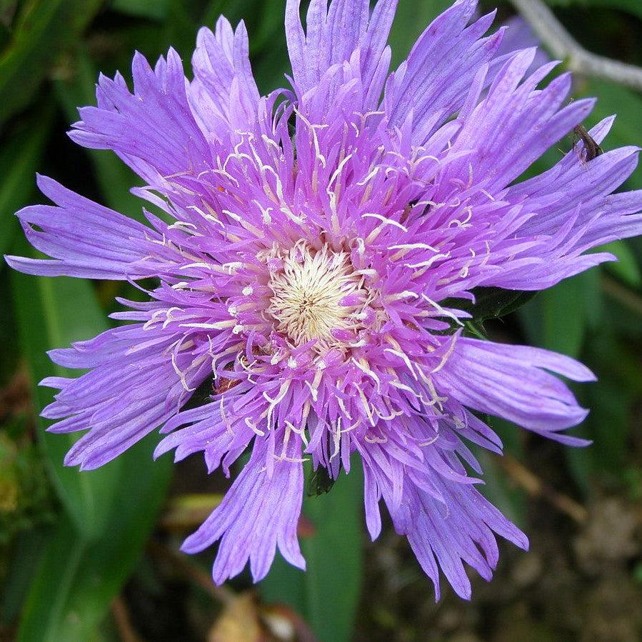 Stokesia laevis 'Honeysong Purple' ~ Honeysong Purple Stoke's Aster