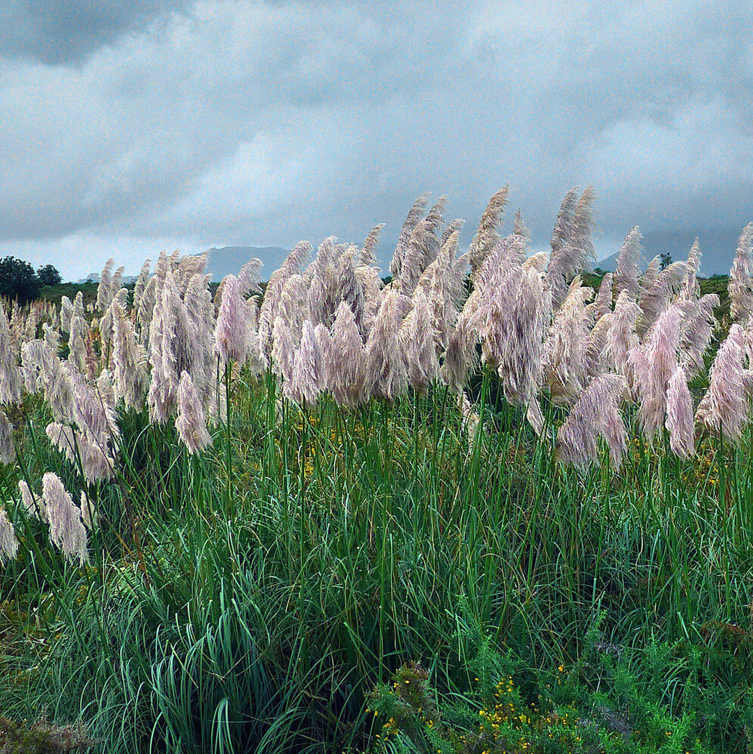 Cortaderia selloana 'Rosea' ~ Rosea Pampas Grass