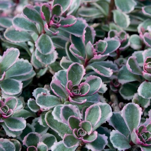 Sedum spurium 'Tricolor' ~ Tricolor Stonecrop