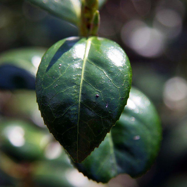 Camellia japonica 'April Dawn' ~ April Dawn Camellia