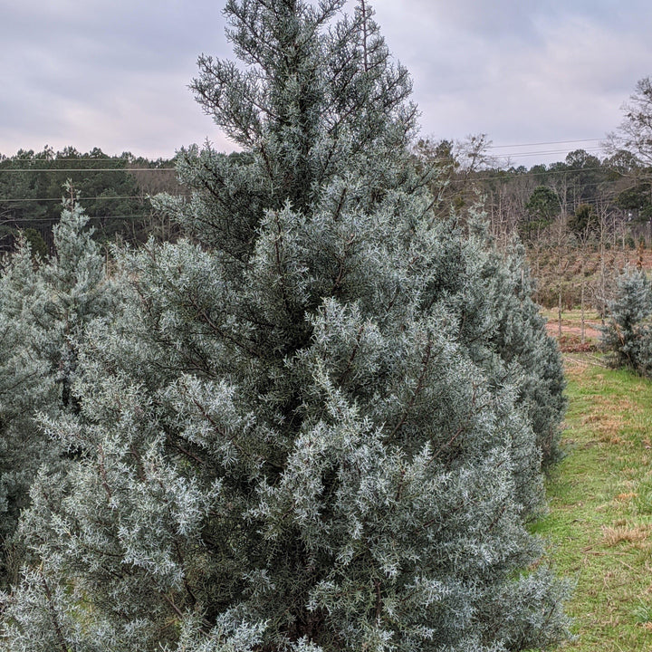 Cupressus arizonica glabra 'Hielo azul' ~ Ciprés de Arizona de hielo azul