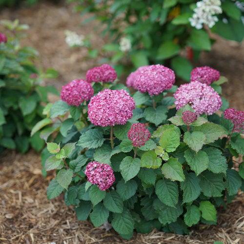 Hydrangea arborescens 'NCHA7' PP 30,358 ~ Invincibelle Mini Mauvette® Smooth Hydrangea