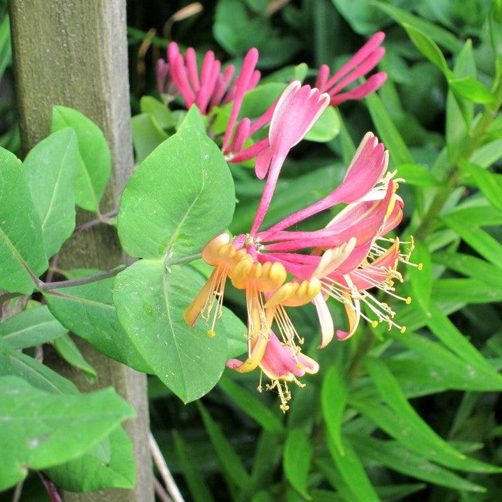 Lonicera × heckrottii 'Goldflame' ~ Goldflame Honeysuckle