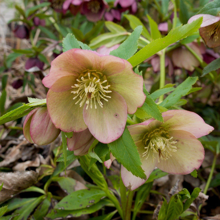 Helleborus x  ericsmithii 'COSEH 730' ~ HGC® Champion Lenten Rose