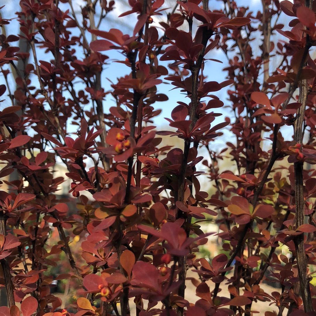 Berberis thunbergii f. atropurpurea 'Orange Rocket' ~ Orange Rocket Barberry