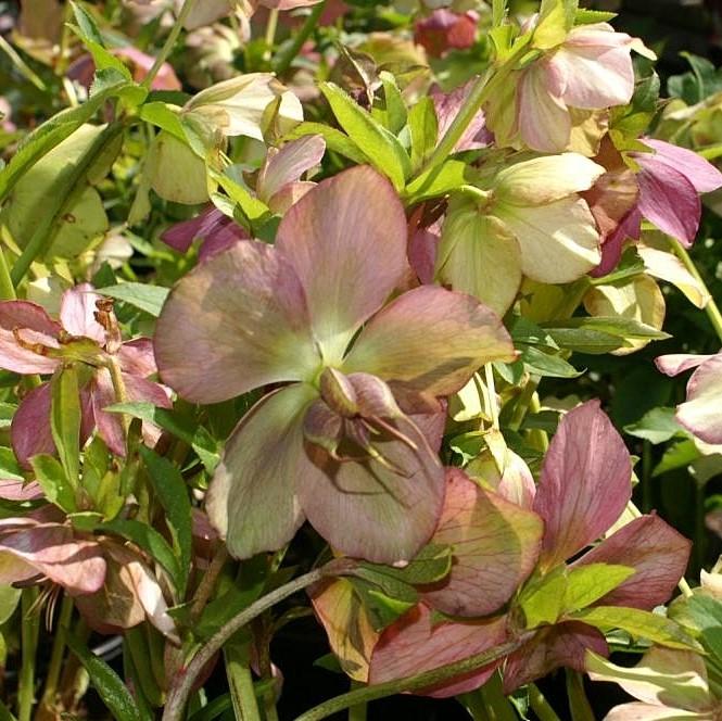 Helleborus 'Royal Heritage' ~ Royal Heritage™ Strain Lenten Rose