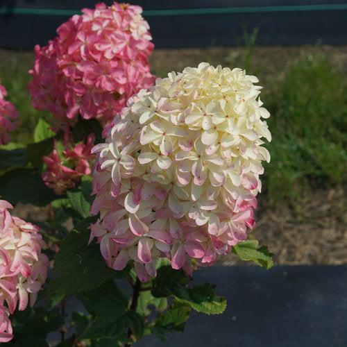 Hortensia paniculata 'SMNHPM' ~ Hortensia Quick Fire Fab®