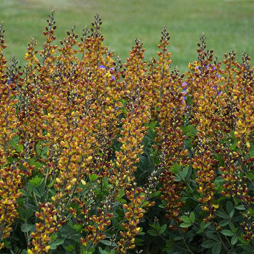 Baptisia 'Cherries Jubilee' ~ Decadence® Cherries Jubilee Baptisia