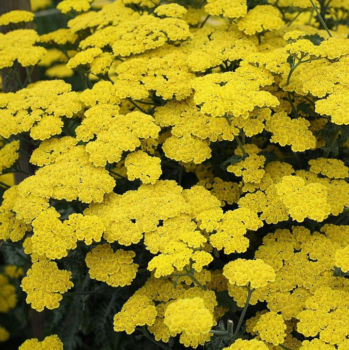 Achillea x 'ACBZ0002' ~ Little Moonshine Yarrow