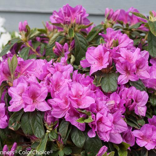 Rhododendron 'RLH1-4P19' ~ Bloom-A-Thon® Lavender Azalea