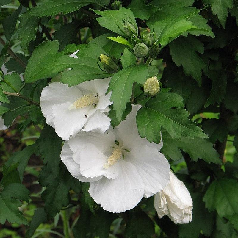 Hibiscus syriacus 'Diana' ~ Diana Hibiscus