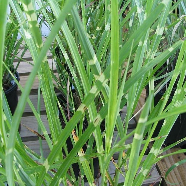 Miscanthus sinensis 'Strictus' ~ Porcupine Grass