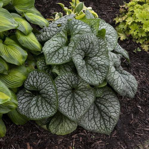 Brunnera macrophylla ‘Jack of Diamonds’ ~ Jack of Diamonds Heartleaf Brunnera