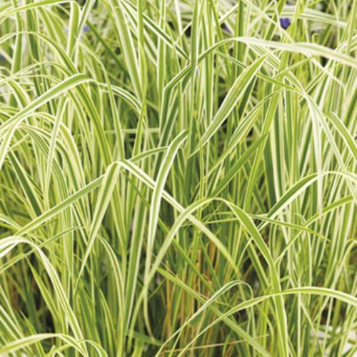 Calamagrostis acutiflora 'Overdam' ~ Overdam Feather Reed Grass