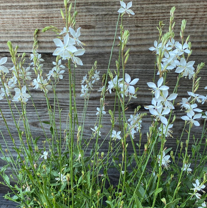 Gaura lindheimeri 'So White' ~ So White Gaura