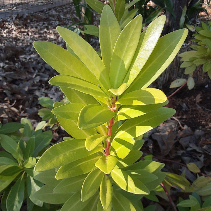 Illicium parviflorum 'Florida Sunshine' ~ Florida Sunshine Anise