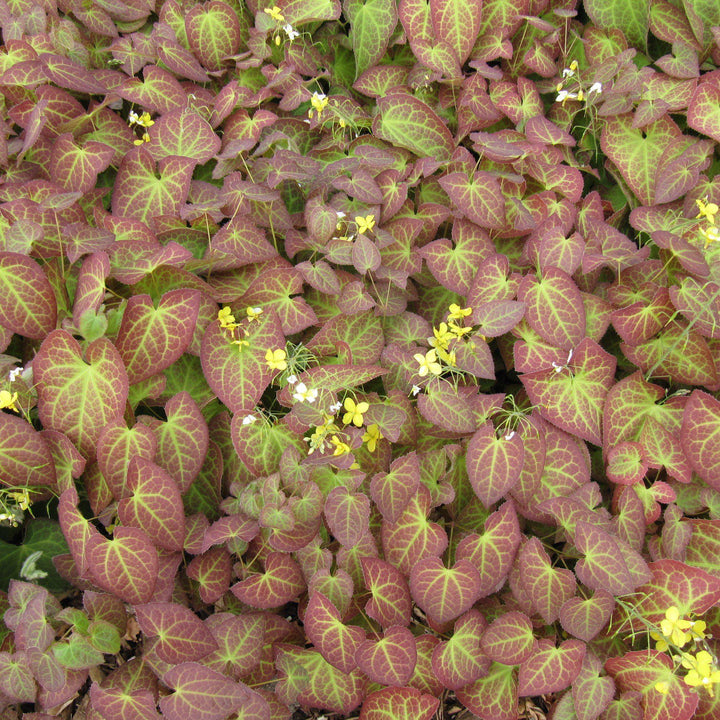 Epimedium x perralchicum 'Frohnleiten' ~ Frohnleiten Barrenwort, Bishop's Hat