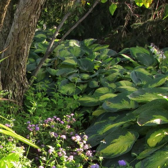 Hosta x 'Paul's Glory' ~ Paul's Glory Hosta