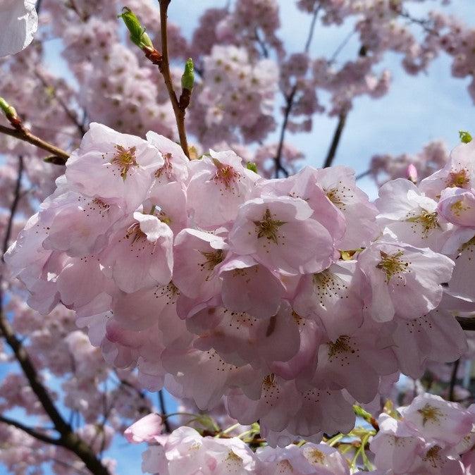 Prunus x yedoensis 'Akebono' ~ Cereza en flor de Akebono