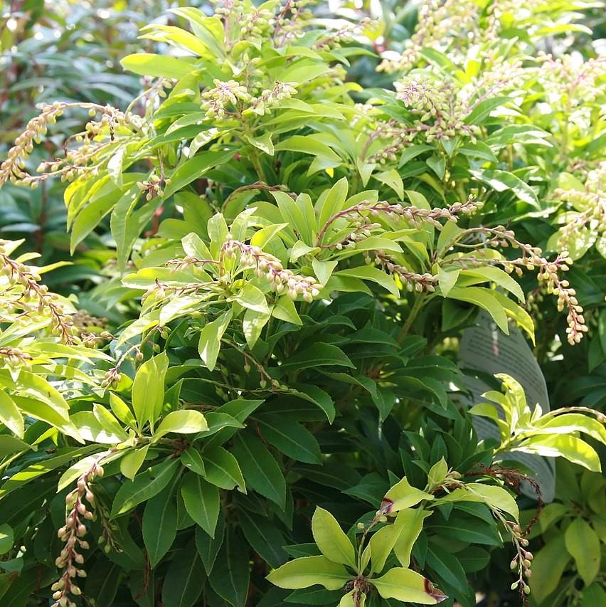 Pieris japonica 'Fuego de Montaña' ~ Fuego de Montaña Pieris