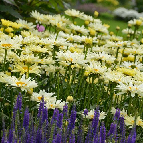 Leucanthemum superbum ’Banana Cream II’ ~ PW® Amazing Daisies® Banana Cream II Shasta Daisy