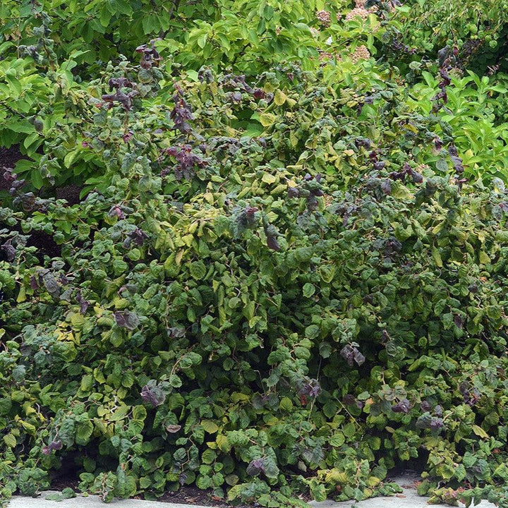 Corylus avellana 'Red Dragon' ~ Red Dragon Filbert