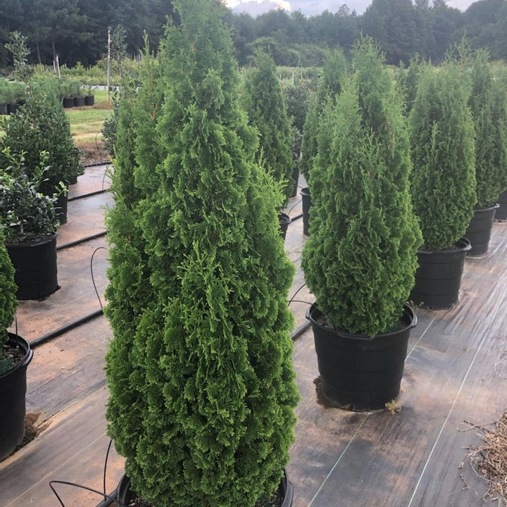 Thuja occidentalis 'Smaragd' ~ Emerald Green Arborvitae