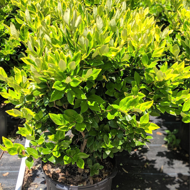 Ligustrum japonicum 'Recurvifolium' ~ Recurve Ligustrum