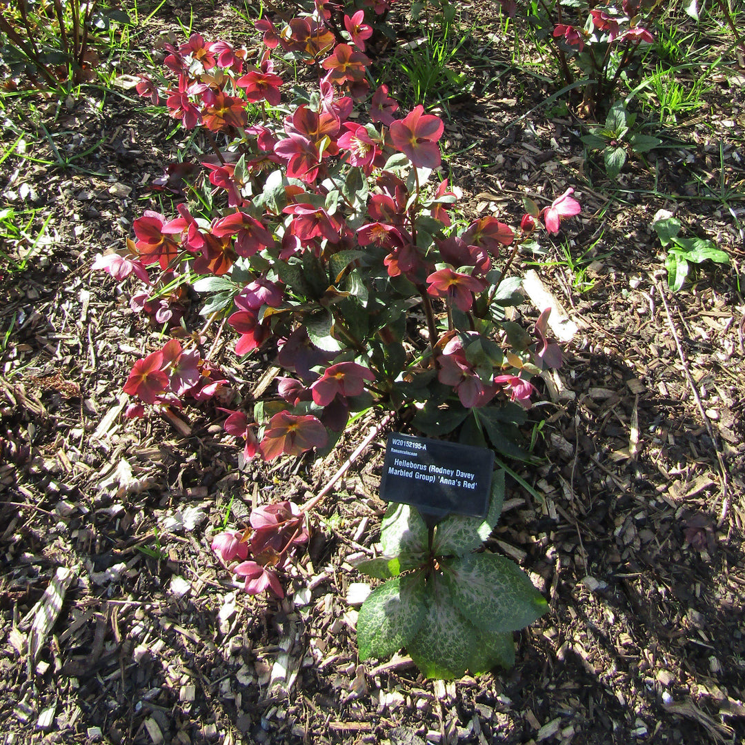 Helleborus x hybridus 'ABCRD02' ~ Frostkiss® Anna's Red Lenten Rose