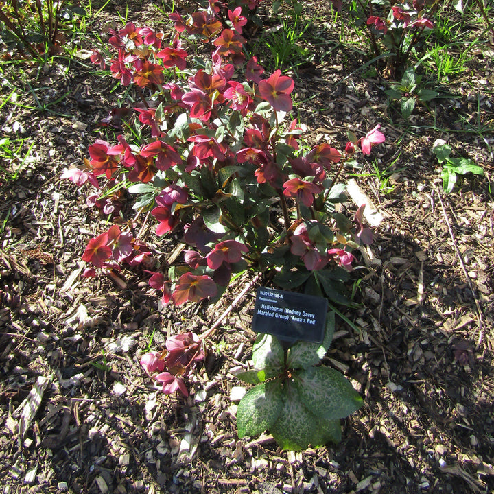 Helleborus x hybridus 'ABCRD02' ~ Frostkiss® Anna's Red Lenten Rose