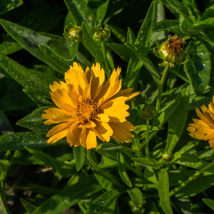 Coreopsis grandiflora 'Early Sunrise' ~ Early Sunrise Giant Tickseed