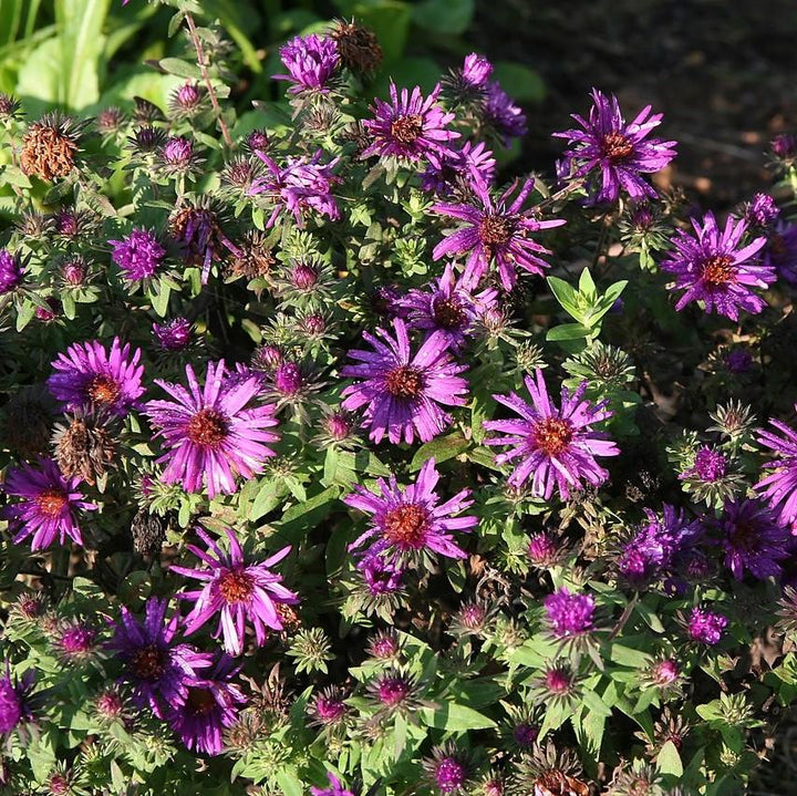 Aster nov-ang. 'Purple Dome' ~ Purple Dome New England Aster